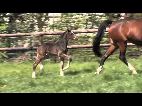 Hengstfohlen von Goldberg aus der Cristalies von Cristallo I