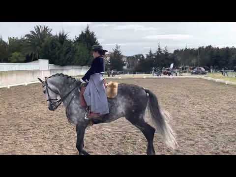 Ensino Equitação de Trabalho - Lara com Inca