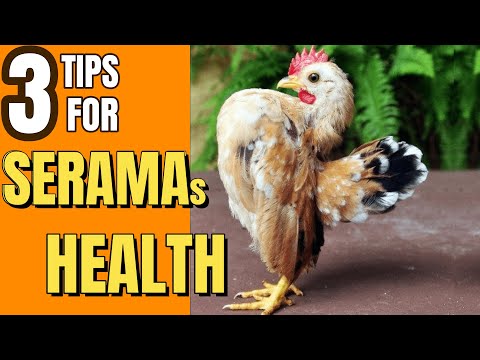 , title : '3 Essential Tips for Keeping Your Serama Chickens Healthy'