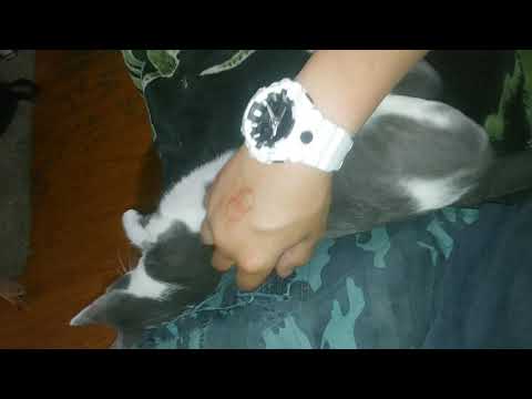 GHOTS GOT KITTY SPOOKD.