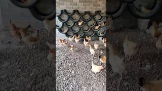 Download lagu Cara Usaha Ayam Petelur 2025 mp3