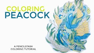PencilStash Adult Coloring How To / Tutorial - PEACOCK - Color The Rainforest by Marty Woods