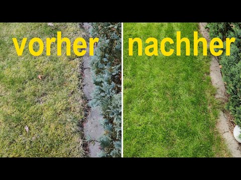 Moos im Rasen entfernen und nachsäen (Schritt für Schritt Anleitung)