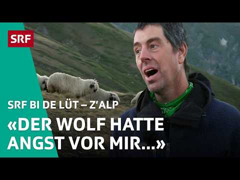 Wolfsangriff kurz vor Alpabzug – Joshuas Angst wird wahr | Z'Alp – SRF bi de Lüt | 2024 – 4/4 | SRF