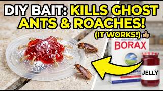 The Only DIY Home Remedy Roach & Ant Bait You'll Ever Need