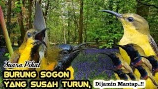 Download lagu SUARA PIKAT BURUNG SOGON Versi Arif channel ampuh mp3