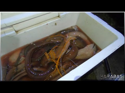 EP431-Part 3 - Tiba - Tiba sa Huling Malabanos | Longline Fishing | Occ. Mindoro