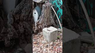 Lizard Life #zztop #lizard #reptile #music #shorts #funny #reptiles