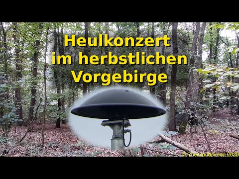 Unzählige Sirenen heulen durch den Herbstwald - E57-Sirenenkonzert - Probealarm Alfter