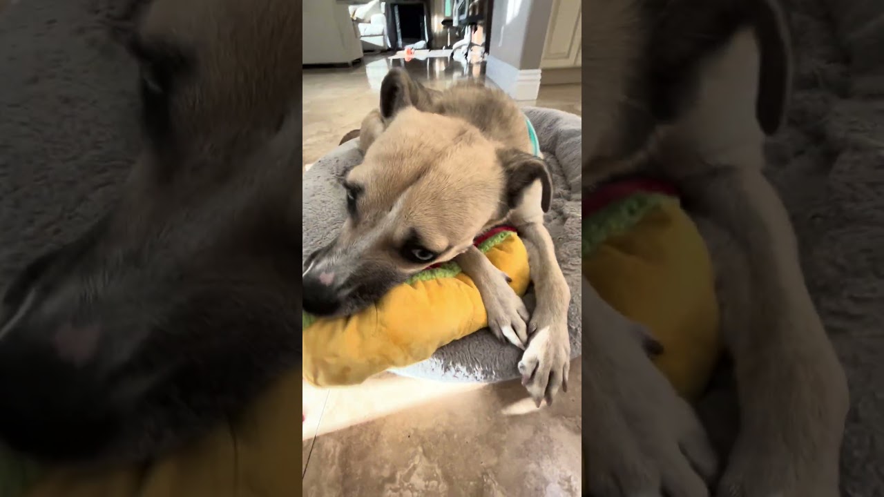 Sidney, a Adoptable mixed breed in San Diego, CA video 6/6