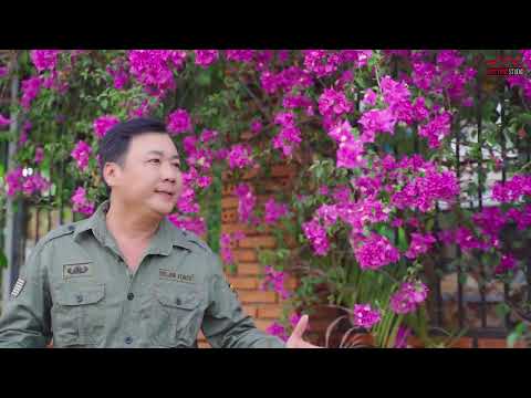 Cây hoa giấy - Duy Tùng