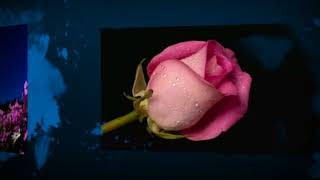 Mark Masri &amp; Amy Sky ~ Erev Shel Shoshanim