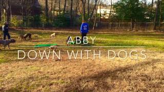 Download Lagu 6-Month Old Doodle, Abbie! Doodle Dog Trainers in Virginia | The Best Dog Training For Doodles Thumbnail