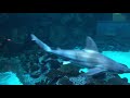 Shark Reef Aquarium Las Vegas