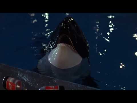 Free Willy - Jesse Discovers Willy's Family
