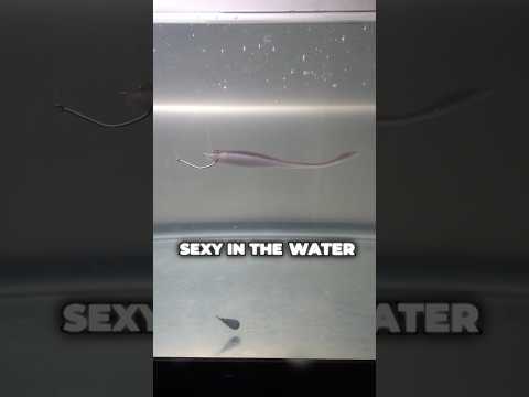 You’re Rigging a Dropshot WRONG (Catch 10x MORE Fish!) #fishing