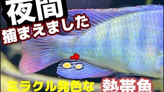 【アクアリウム】熱帯魚を夜の湖で捕獲→水槽に追加、発色がスゴイことに/家で繁殖した4種類の稚魚を紹介します【親子で半年以上仲良しの魚】