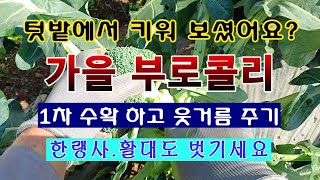 [텃밭농부 1,712]  가을 부로콜리 첫수확하고 한랭사 벗기고 웃거름 주기. #부로콜리재배