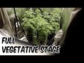 GROWING REGULAR PHOTOPERIOD SEEDS INTO BIG PLANTS!!!