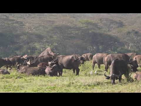 African buffalo herd with a mating attempt