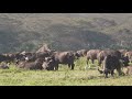 African Buffalo Herd With A Mating Attempt