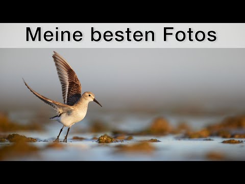 What a year! My most impressive experiences and nature photos from 2022