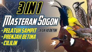 Download lagu MASTERAN SOGON 3in1 materi pelatuk prenjak cililin!! #sogon #sogongacor #sogokontong mp3
