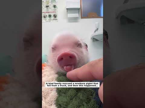 Rescue a piglet #lovestory #animals #rescue #funny #pets #cute #animalrescue #piglet #pig