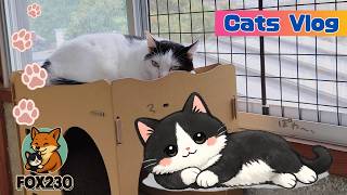 【保護猫Vlog】毎朝恒例の猫部屋オープン #猫動画 #可愛い猫 #保護猫