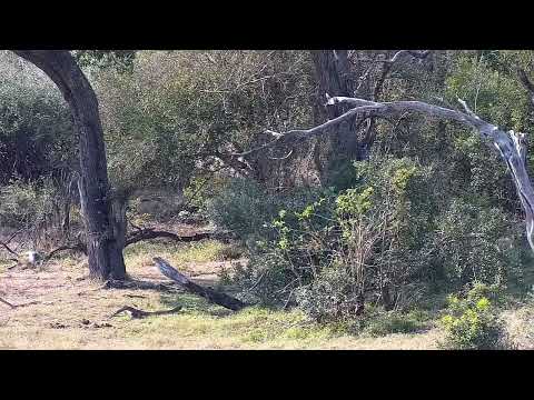 Djuma: Impalas alarming and on alert - 14:35 - 08/03/2022