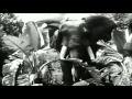 Jungle Cruise Presented By Walt E Disney Virtual Tour