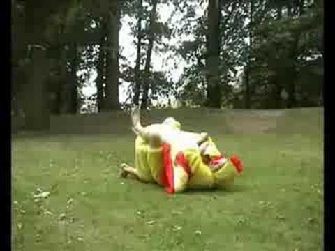 kippen veroveren groenlo sv grol d-kamp