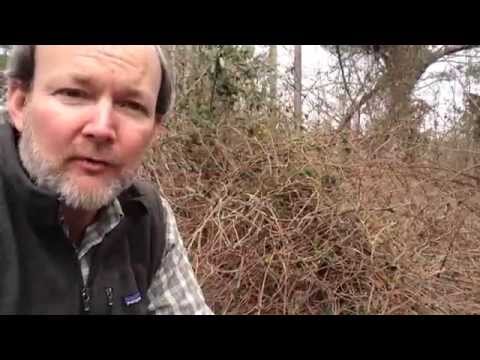 How to Provide Emergency Winter Deer Food