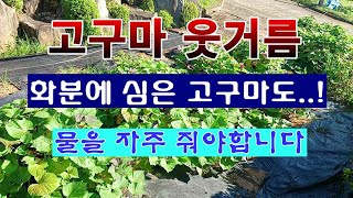 [텃밭농부 2,020]  고구마 웃거름 주기 부직포화분은 물을 자주 주세요! #고구마재배