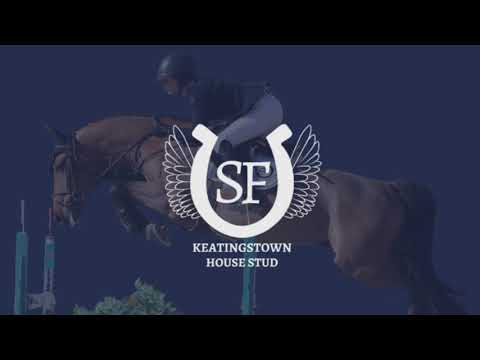 (SOLD) 6yo Domino Van Het Gehucht Z (Dominator Z X Jumbo Jet)