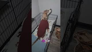 Someone has something exciting to show you!! #dogshorts #doggielife #pets #dogmom #cutedog