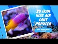 Ikan Hias Air Laut Blue Devil Klasifikasi Dan Morfologi