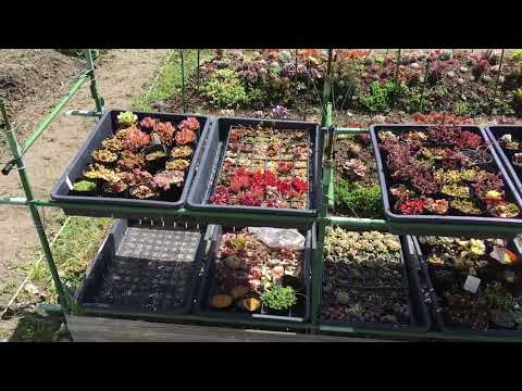 自分だけの観葉植物の支柱を作ろう ライフスタイル