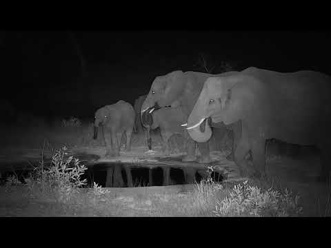 Djuma: Elephants having a night time drink - 23:26 - 09/24/20