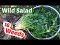 Wild Greens Turn Weeds Into A Great Salad In Winter Or Spring
