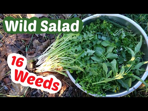 Wild Greens: Turn Weeds into a Great Salad in Winter or Spring