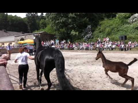 Hengstfohlen von HIGH MOTION u.d. Kansas v. Checkpoint