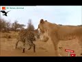 Singa Jatuh Hati Pada Macan Tutul Betina Saat Musim Kawin Tiba Di Kerajaan Hutan Rimba