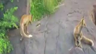 Video Kawanan Rubah Merah Di Pegunungan Saudi Saudinesia Com