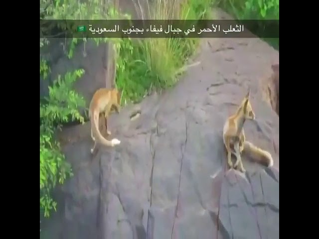 Video: Kawanan Rubah Merah di Pegunungan Saudi