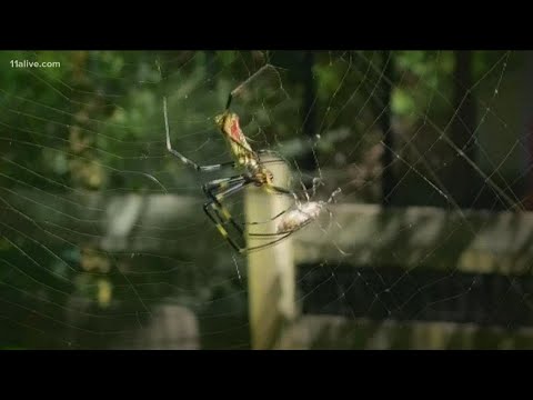 Why are there so many Joro spiders in northeast Georgia?