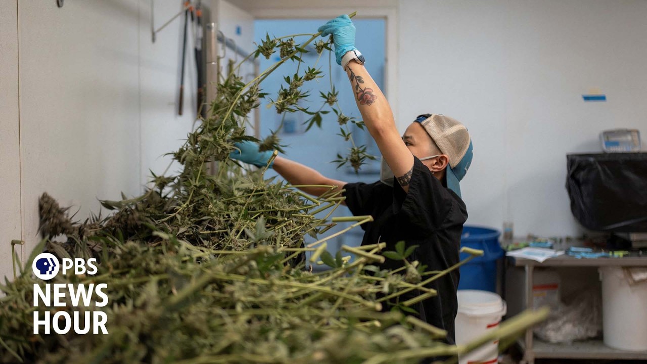 What marijuana’s reclassification means for public health and businesses
