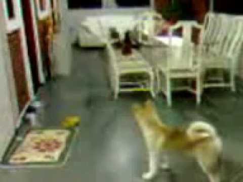 YURI ROMANOV X JUNIOR