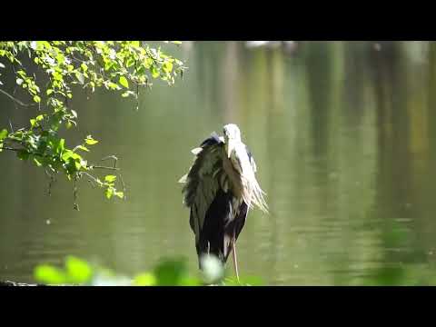 Graureiher bei Gefieder Pflege