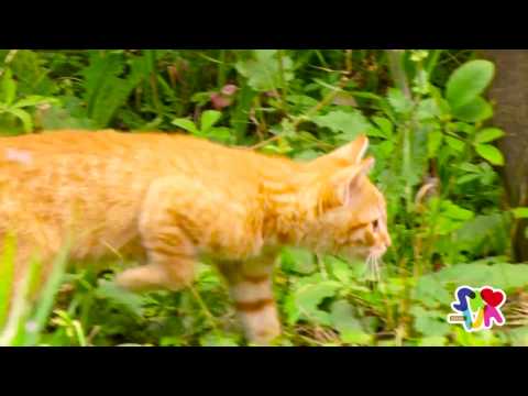 Лесковац, Бојник, Лебане, Медвеђа 52 - викенда у Србији | Leskovac, Bojnik, Lebane, Medveđa